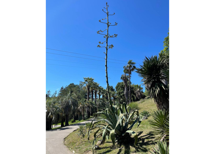 В Сочи началось цветение экзотического растения, после  которого оно погибнет