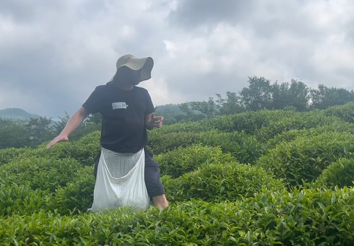 В Сочи показали ручной сбор чая