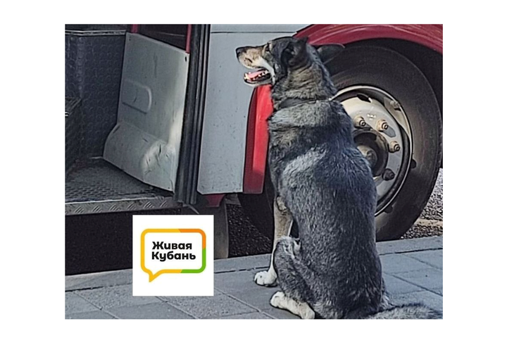 Жители Краснодара обеспокоены судьбой местного Хатико