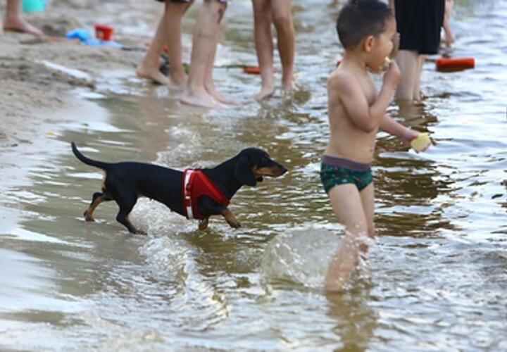 До +39:  сколько еще продержится жара на Кубани 