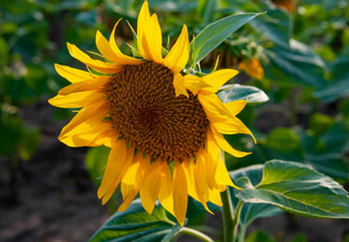 Продукт обладает мощным противовоспалительным действием