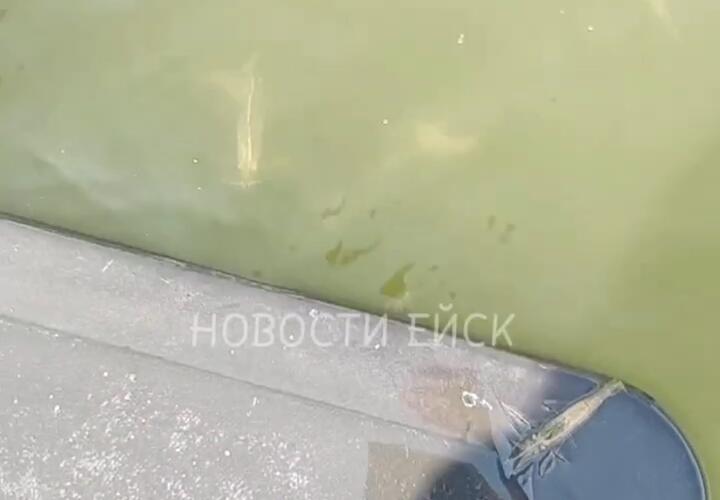 Морской деликатес сам выпрыгивает из слишком тёплой воды на Кубани