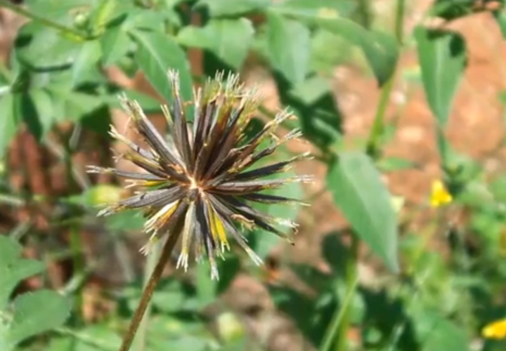 Опасная череда дваждыперистая заполонила Адлерский район Сочи