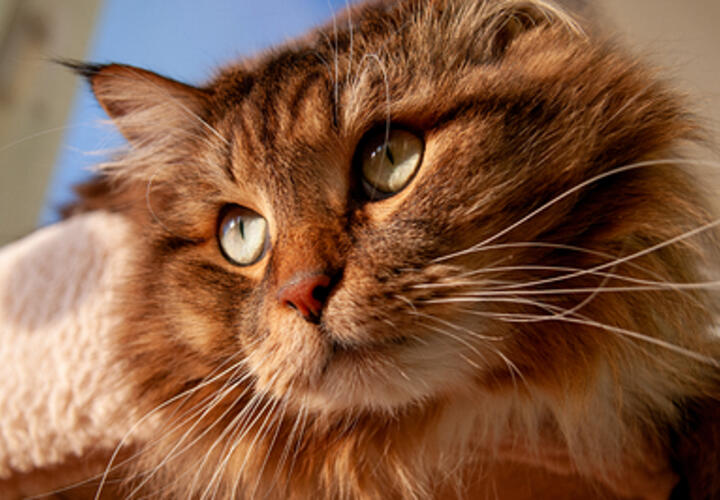 Сон с питомцем в одной постели чреват риском заражения инфекцией