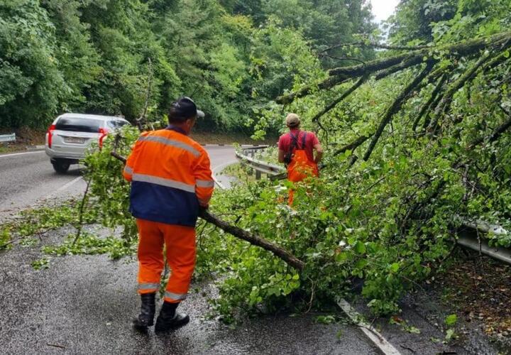 Повалены деревья, затоплены улицы: непогода обрушилась на Сочи