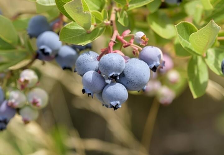 В Краснодарском крае аграрии начали продавать голубику кустами