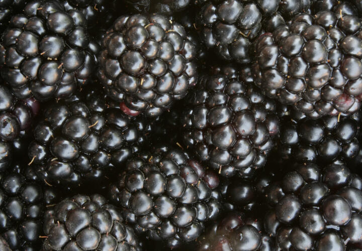 В Сочи «цветная крапива» покрылась опасными ягодами, похожими на ежевику