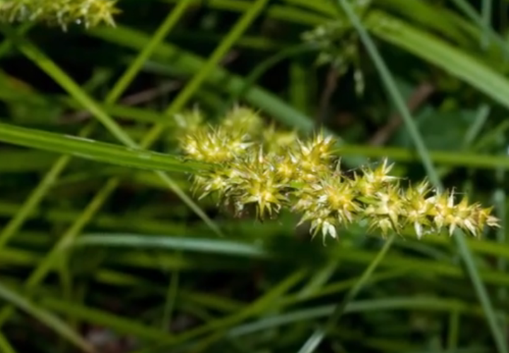 Вредоносный ценхрус длинноколючковый распространился на Кубани