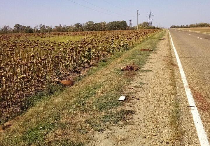 Целое семейство кабанов насмерть сбили на трассе под Кропоткиным