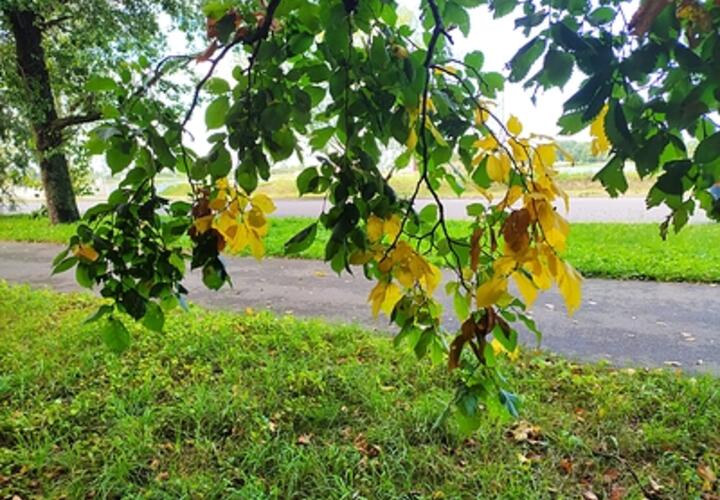 Дожди и грозы: о погоде на Кубани 25 августа рассказали синоптики