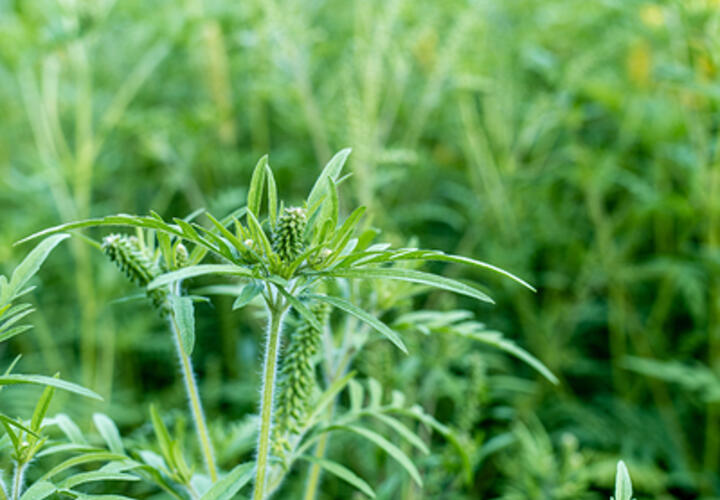 Карасуны заросли амброзией, в Краснодаре продолжают бороться с опасным аллергеном