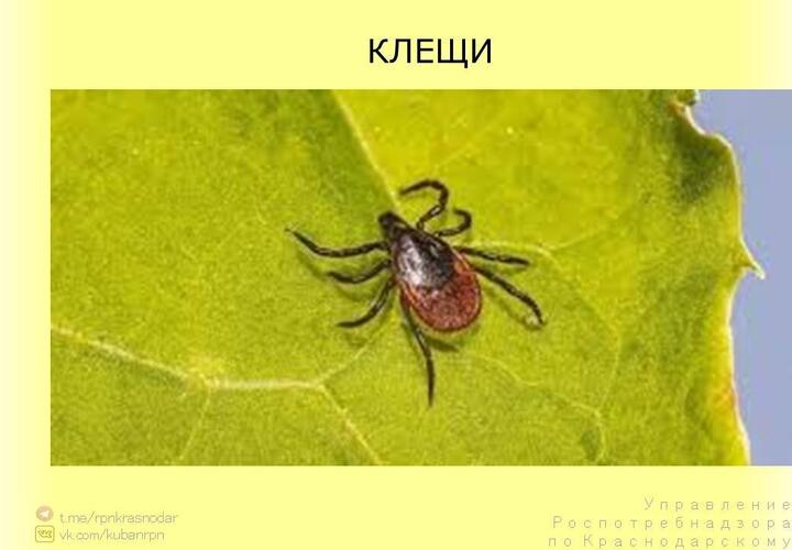 Количество укушенных клещами на Кубани приближается к 4,5 тысячам человек