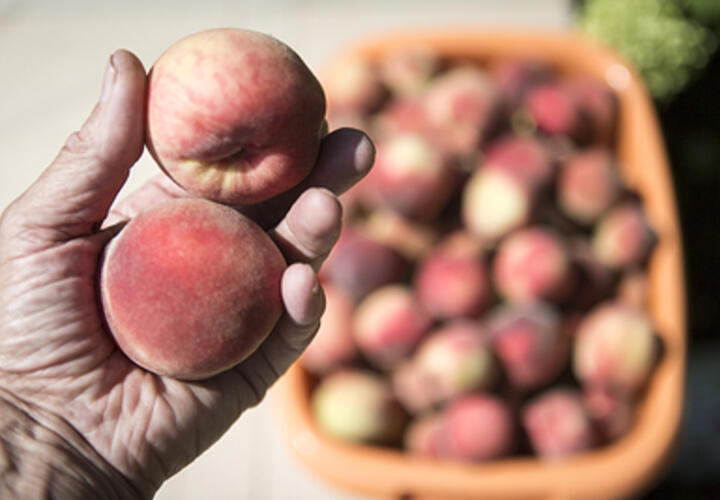 Кому можно, а кому нельзя есть персики, рассказали эксперты