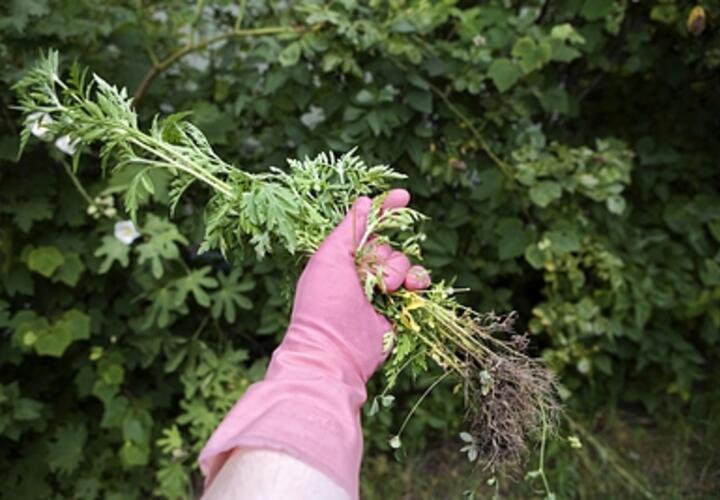 Предупреждение для аллергиков: на Кубани началось цветение самого опасного карантинного растения