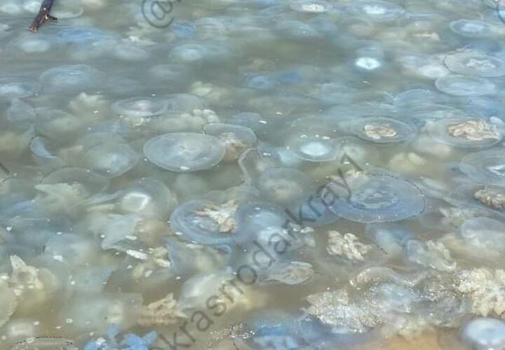 Тысячи медуз захватили побережье Азовского моря в Краснодарском крае