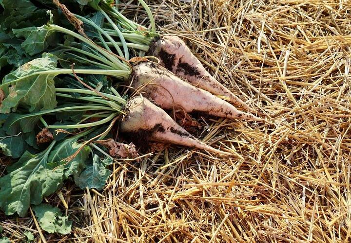 В Краснодарском крае аграрии увеличили площади сева отечественных семян