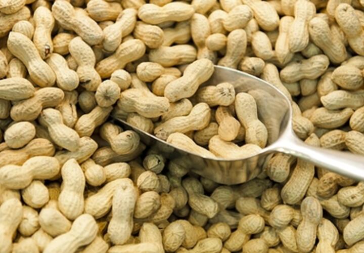 В Краснодарском крае предприятие увеличило производство арахиса благодаря участию в нацпроекте
