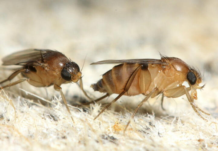  В крупной партии риса в порту Новороссийска обнаружили вредителей
