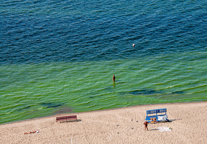 В мэрии Анапы ответили на жалобы туристов о «позеленевшем море»