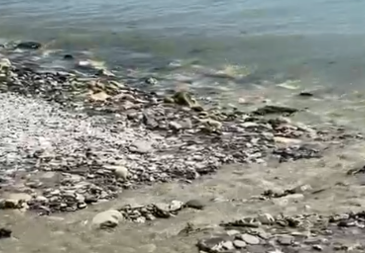 В Новороссийске в море сливается зеленая жижа неизвестного происхождения