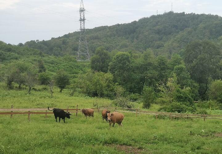 Власти Сочи борются с беспризорными коровами