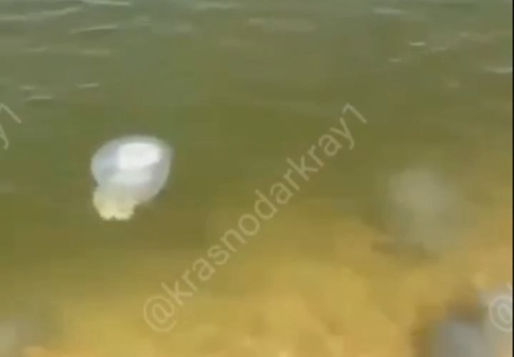 Заполонившие побережье Азовского моря Кубани медузы уплывут к концу лета