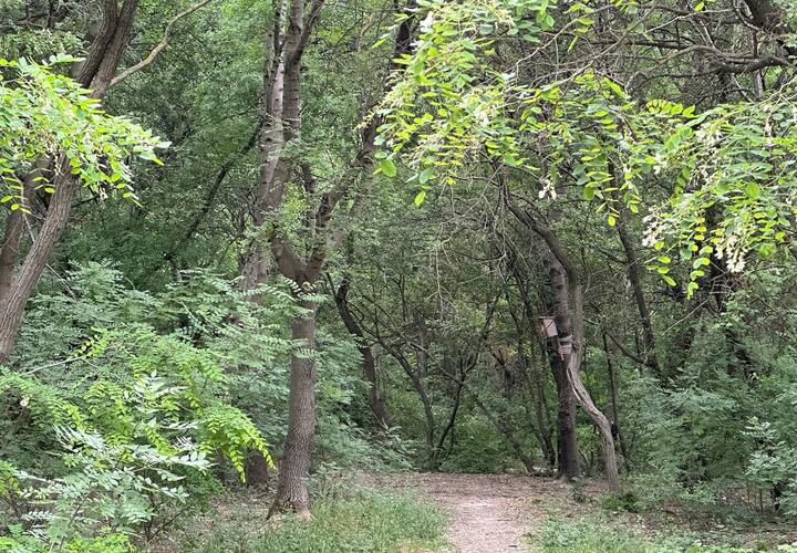 Заражённые опасным грибком деревья растут в Новороссийске