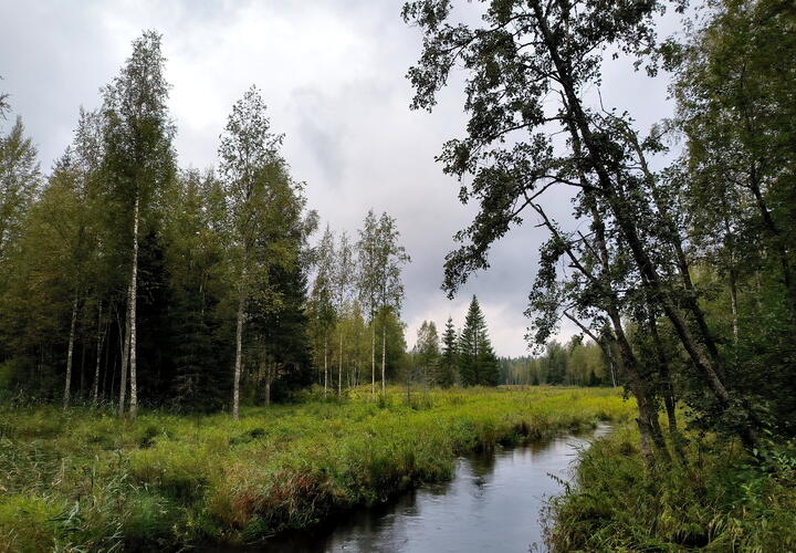 До конца лета жителей Краснодарского края не пустят гулять в лесу