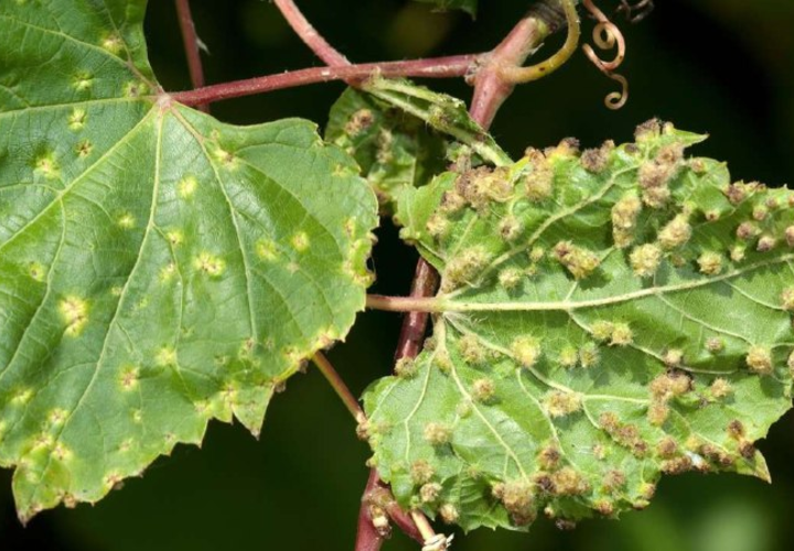 Более 18 га в Крымском районе Кубани поразила виноградная филлоксера