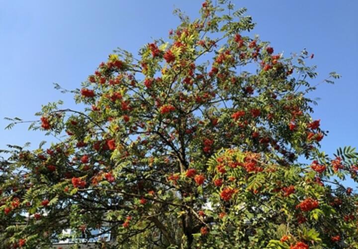 Дождь и теплая погода ожидаются на Кубани