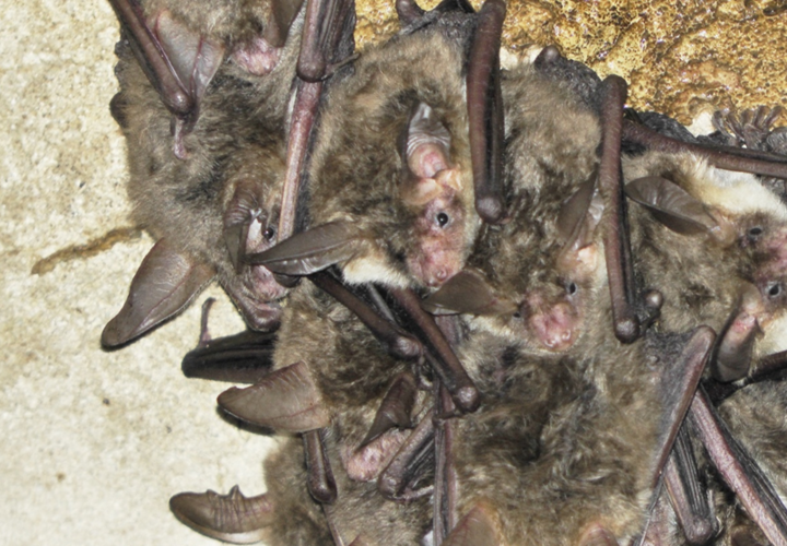 Гигантская вечерница: редкий вид летучей мыши обнаружили ученые в лесах Сочи