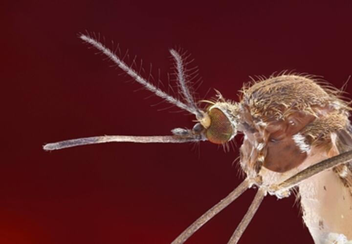 Исследователи предупредили, что комары, переносчики вируса Усуту, могут попасть в Россию