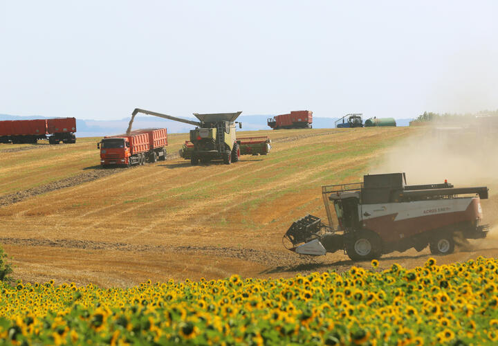 «Кольчуга» и «Победа 75»: на Кубани выращивают сорта пшеницы, которые, как воины, недосягаемы для врага