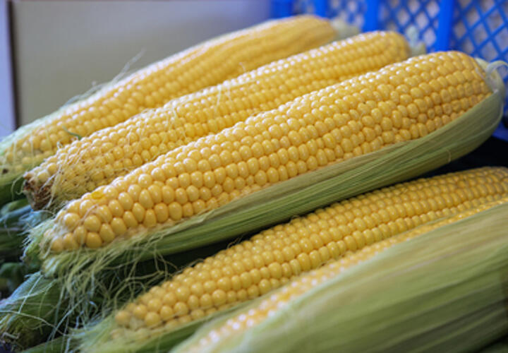 Кориандр и кукурузу, выращенные в Краснодарском крае, отправят на экспорт