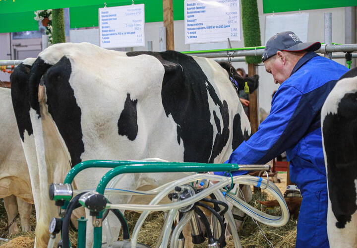 Крупнейший агрохолдинг увеличил производство молока на 18 процентов благодаря кубанским фермам