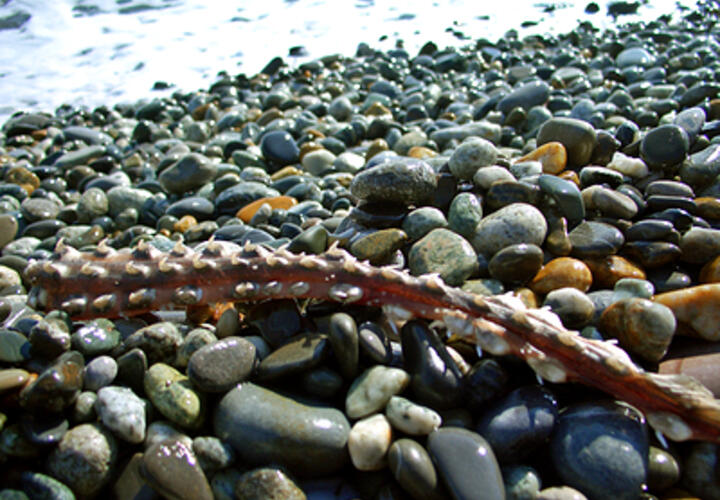 Кубанские учёные бьют тревогу и просят не уносить камни с пляжей