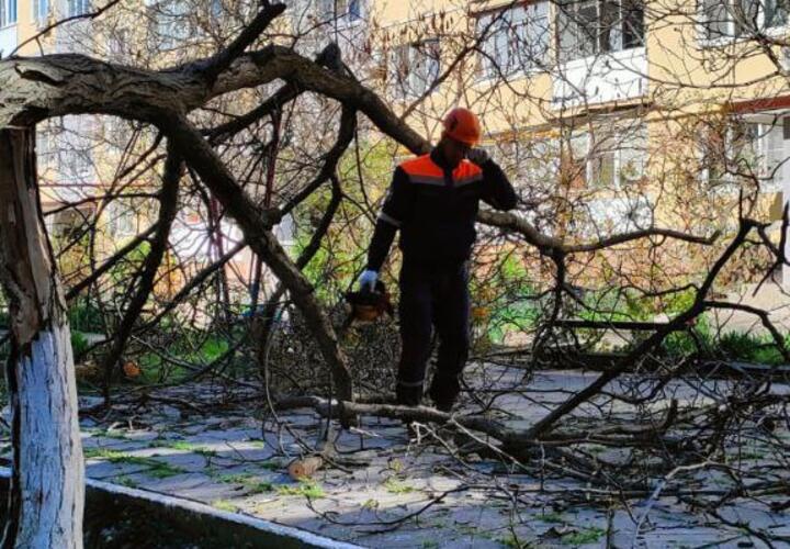 Мощный норд-ост поломал деревья в Новороссийске