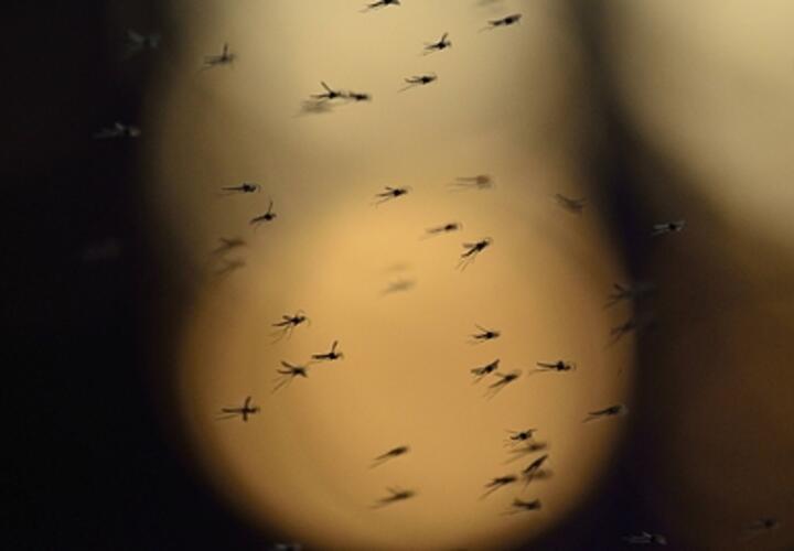 На побережье Азовского моря появились зеленые комары с необычными усиками