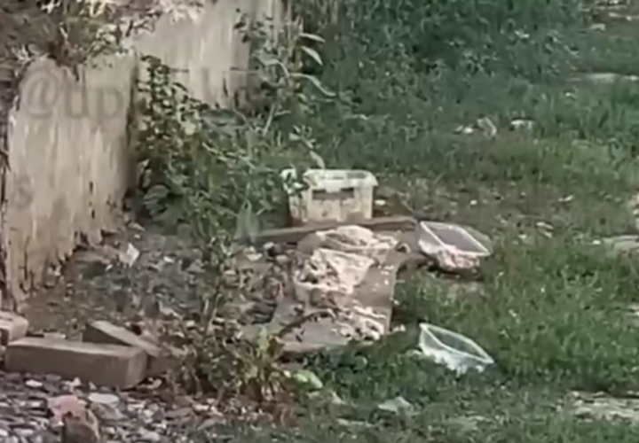 «Омерзительное зрелище»: жители Краснодара жалуются на расставленные кормушки для собак в центре города