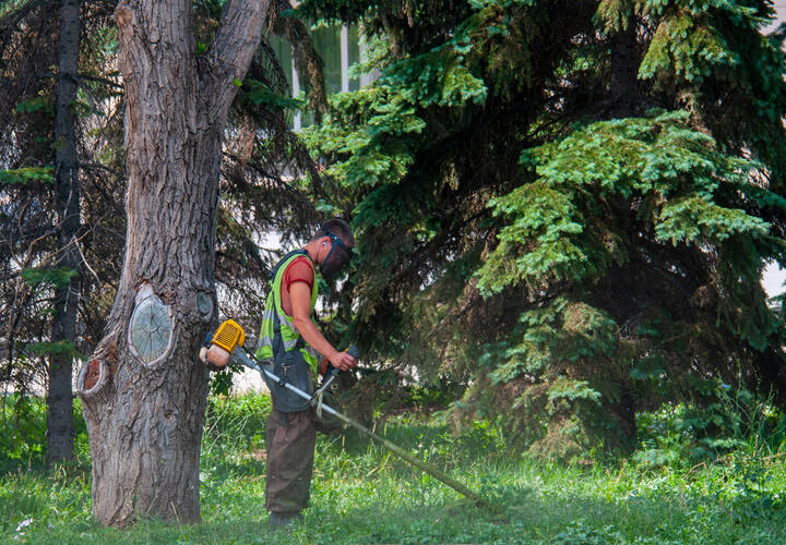 От опасного растения в Краснодаре избавились на 32 тысячах га