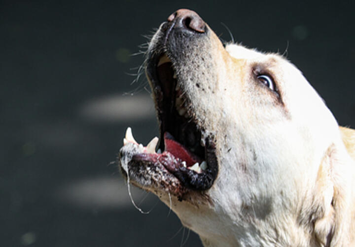 «Паническое бегство»: в заповеднике Сочи запретили приводить собак