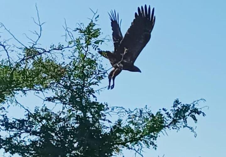 Птицу сфотографировали в охотугодьях Красноармейского района
