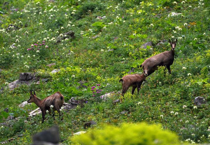 Ученые выяснили, сколько горных серн живет в горах Сочи