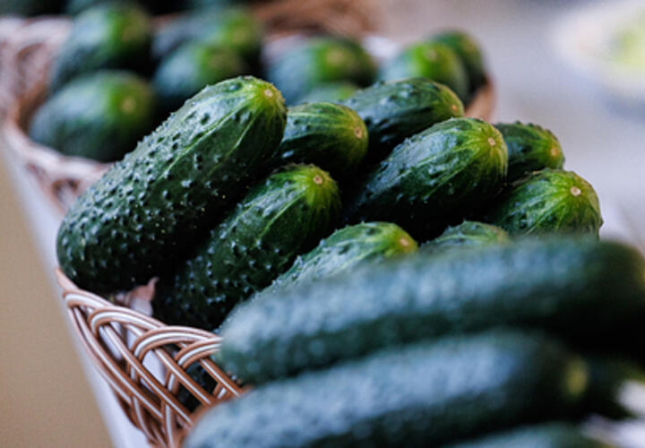 Ученый рассказал о вреде, который может нанести неумеренное поедание огурцов