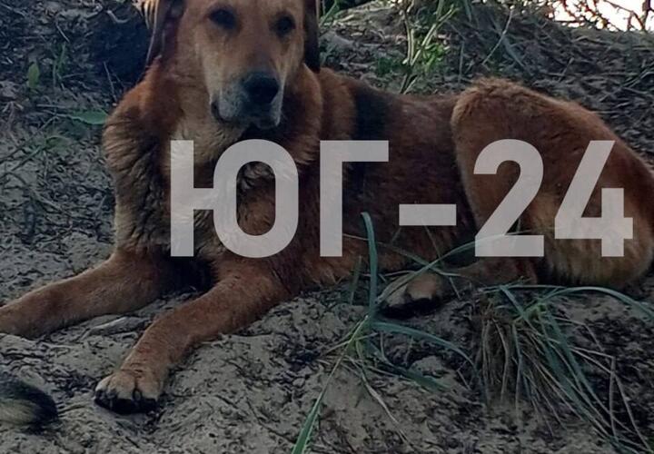 В Анапе неизвестные жестоко расправились с уличным псом