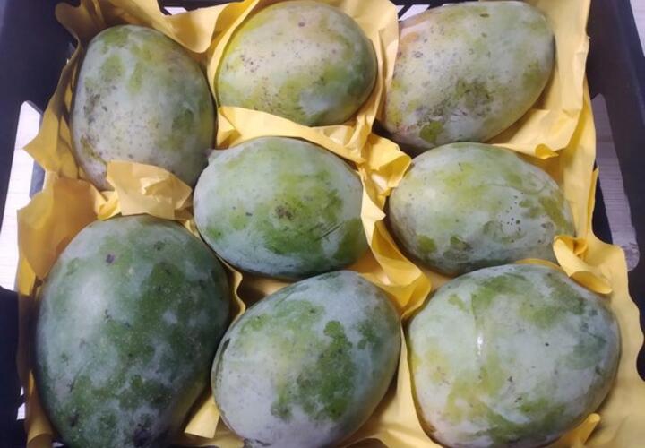 В морской порт Новороссийска привезли египетское манго с опасным насекомым