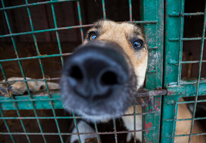 В Новороссийске из-за закрытия приюта для животных на улицах города окажутся все его питомцы