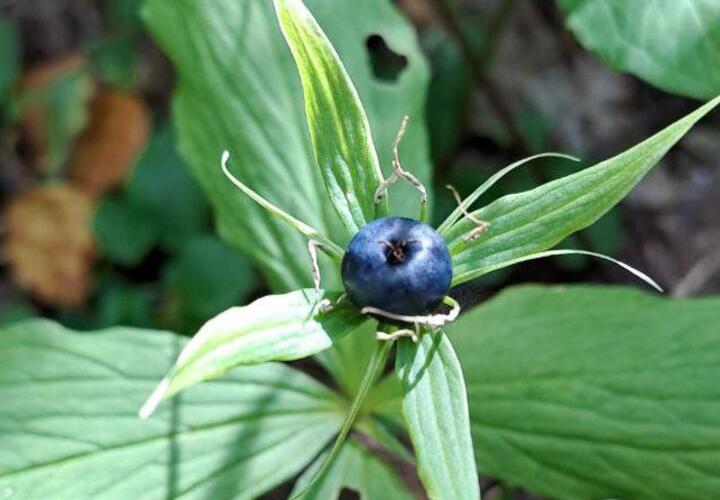 В Сочи созрела очень опасная ядовитая ягода, которую легко спутать с черникой