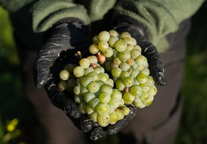 Винодельня Сергея Галицкого подала иск к страховой компании