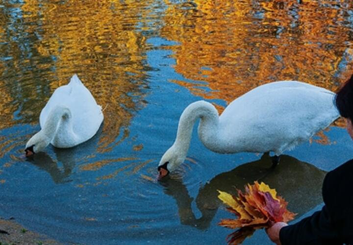 Бабье лето продолжается: синоптики рассказали, какая погода ждёт кубанцев в понедельник, 28 октября
